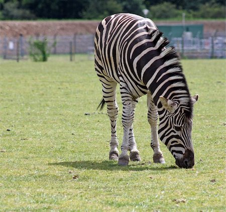 stunning zebra in a field Stockbilder - Microstock & Abonnement, Bildnummer: 400-05354979