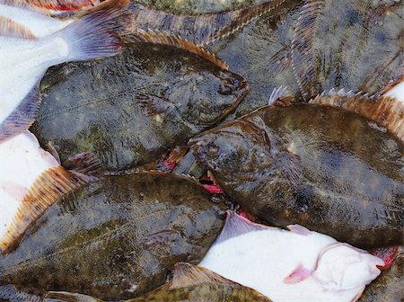 flounder - Fresh flatfish in a box on the pier Stock Photo - Budget Royalty-Free & Subscription, Code: 400-05355099