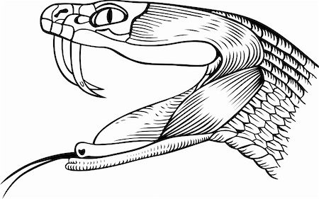 Cobra's head isolated on white Photographie de stock - Aubaine LD & Abonnement, Code: 400-05355361