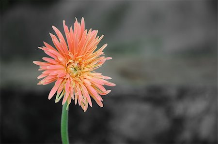 a picture of beautiful orange gerbera flower blossom Foto de stock - Royalty-Free Super Valor e Assinatura, Número: 400-05355667