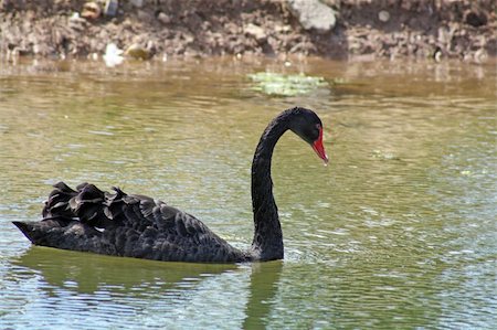 simsearch:400-04266223,k - a stunning black swan on a lake Stock Photo - Budget Royalty-Free & Subscription, Code: 400-05355739