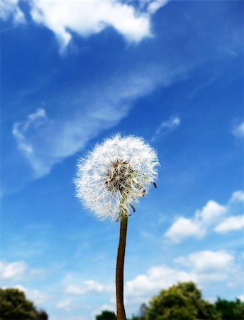 Close up view of a Dandelion clock Foto de stock - Royalty-Free Super Valor e Assinatura, Número: 400-05355733