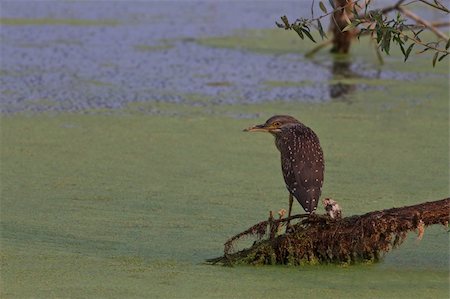 a juvenile of black crowned night heron (Nycticorax nycticorax) Fotografie stock - Microstock e Abbonamento, Codice: 400-05355867