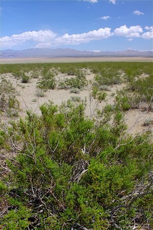 désert de mojave - The dry landscape of the Mojave National Preserve in California. Photographie de stock - Aubaine LD & Abonnement, Code: 400-05355882