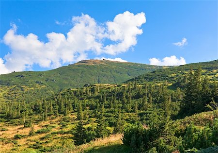 softwood - Summer mountain view with conifer forest Stock Photo - Budget Royalty-Free & Subscription, Code: 400-05355968