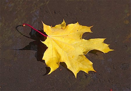 One yellow maple leaf on the moist asphalt Foto de stock - Royalty-Free Super Valor e Assinatura, Número: 400-05355961