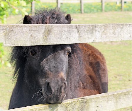 brown pony looking through a fence Stockbilder - Microstock & Abonnement, Bildnummer: 400-05356040