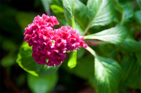 a picture of beautiful red flower blossom Foto de stock - Royalty-Free Super Valor e Assinatura, Número: 400-05356064