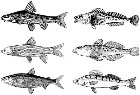 simsearch:400-05356119,k - Some fish isolated on white Foto de stock - Super Valor sin royalties y Suscripción, Código: 400-05356119