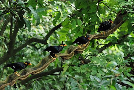 simsearch:400-04766129,k - Portrait of a hill mynah align on tree Stock Photo - Budget Royalty-Free & Subscription, Code: 400-05356346