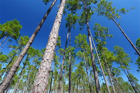 The beautiful pine flatwoods of central Florida on a sunny day. Foto de stock - Super Valor sin royalties y Suscripción, Código: 400-05356374