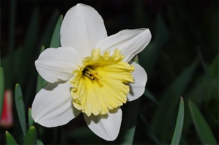 simsearch:400-05093646,k - close up from a white flower nacrissus in the spring and sunshine Stock Photo - Budget Royalty-Free & Subscription, Code: 400-05356435