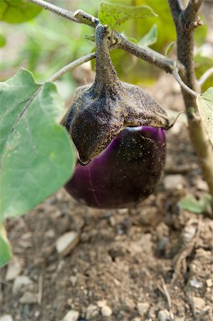 simsearch:400-05382337,k - young eggplant fruit growing in the garden Stock Photo - Budget Royalty-Free & Subscription, Code: 400-05356596