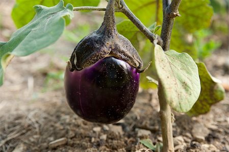 simsearch:400-05356597,k - young eggplant fruit growing in the garden Stock Photo - Budget Royalty-Free & Subscription, Code: 400-05356597
