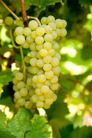 simsearch:625-00804551,k - Close-up of ripe golden grapes hanging in the sunlight in vineyard in autumn before harvest Stock Photo - Budget Royalty-Free & Subscription, Code: 400-05356602