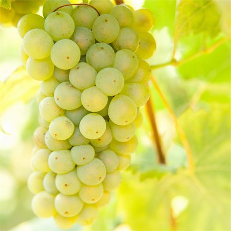 simsearch:625-00804551,k - Close-up of ripe golden grapes hanging in the sunlight in vineyard in autumn before harvest Stock Photo - Budget Royalty-Free & Subscription, Code: 400-05356603