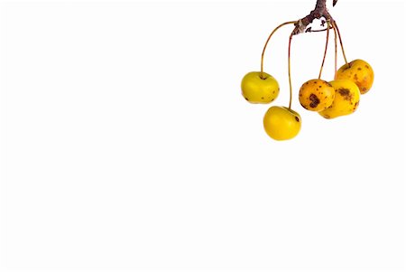 Ripe yellow crab apples isolated on white Fotografie stock - Microstock e Abbonamento, Codice: 400-05356735