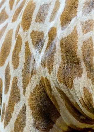 simsearch:400-08037165,k - Close Up of Giraffe Skin Stockbilder - Microstock & Abonnement, Bildnummer: 400-05356739