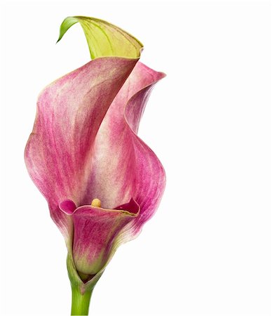 Pink lily blooms Photographie de stock - Aubaine LD & Abonnement, Code: 400-05356779