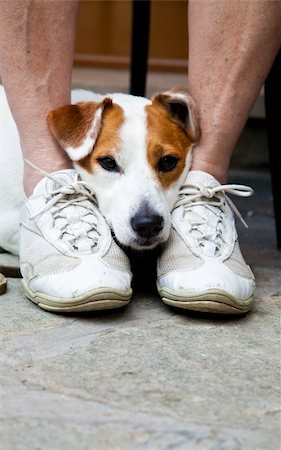 simsearch:400-04681788,k - Young, cute dog looking for protection through the legs of his Stockbilder - Microstock & Abonnement, Bildnummer: 400-05356919