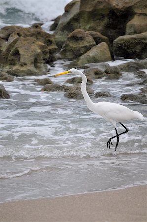 Great white egret on a rocky beach. Stock Photo - Budget Royalty-Free & Subscription, Code: 400-05357283