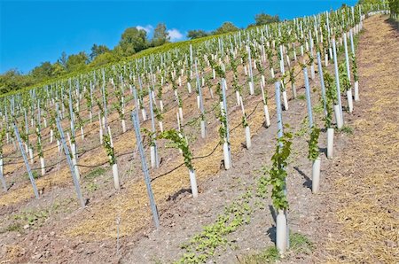 simsearch:400-04823439,k - vineyard with young plants Stock Photo - Budget Royalty-Free & Subscription, Code: 400-05357385