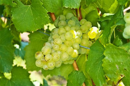 simsearch:400-03937535,k - white ripe grapes in a vineyard Stock Photo - Budget Royalty-Free & Subscription, Code: 400-05357398