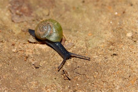 simsearch:400-04305245,k - A Snail crawls slowly across the ground in Alabama. Foto de stock - Super Valor sin royalties y Suscripción, Código: 400-05358260