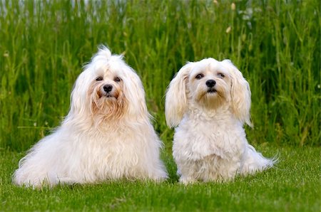 simsearch:400-07303856,k - Two dogs is posing on green grass. Breed: Bichon Havanais Stock Photo - Budget Royalty-Free & Subscription, Code: 400-05358395