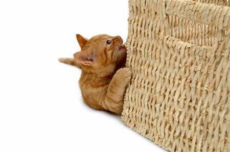 simsearch:400-07040705,k - Kitten is playing with a basket Photographie de stock - Aubaine LD & Abonnement, Code: 400-05358390