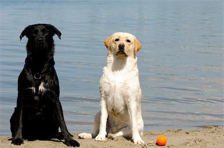simsearch:400-03979341,k - Old and a young dog by the sea Stock Photo - Budget Royalty-Free & Subscription, Code: 400-05358392