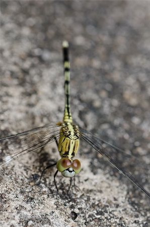 simsearch:400-04364178,k - dragonfly in garden or in green nature Foto de stock - Royalty-Free Super Valor e Assinatura, Número: 400-05358505