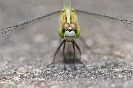 simsearch:400-04364178,k - dragonfly in garden or in green nature Foto de stock - Royalty-Free Super Valor e Assinatura, Número: 400-05358506