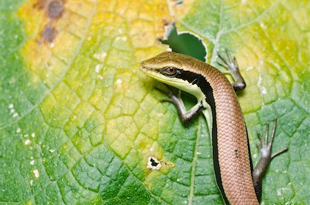 simsearch:400-04914866,k - Skink in garden or in forest Stock Photo - Budget Royalty-Free & Subscription, Code: 400-05358520