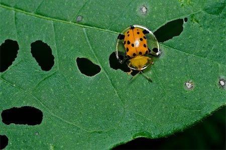 simsearch:400-06427911,k - orange beetle in green nature or the garden Stock Photo - Budget Royalty-Free & Subscription, Code: 400-05358546