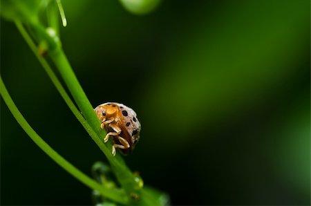 simsearch:400-06427911,k - orange beetle in green nature or the garden Stock Photo - Budget Royalty-Free & Subscription, Code: 400-05358557