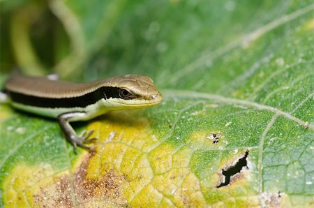 simsearch:400-04914866,k - Skink in garden or in forest Stock Photo - Budget Royalty-Free & Subscription, Code: 400-05358559