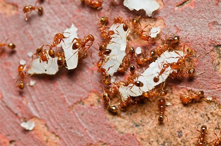fire ant in nature or in the garden Stock Photo - Budget Royalty-Free & Subscription, Code: 400-05358550