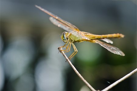 simsearch:400-04364178,k - dragonfly in garden or in green nature Foto de stock - Royalty-Free Super Valor e Assinatura, Número: 400-05358564