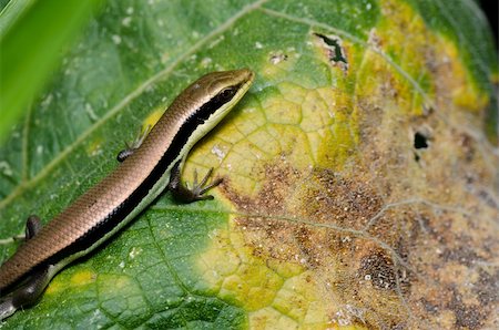 simsearch:400-04914866,k - Skink in garden or in forest Stock Photo - Budget Royalty-Free & Subscription, Code: 400-05358560