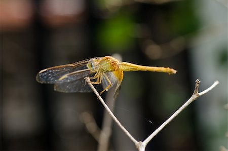 simsearch:400-08195310,k - dragonfly in garden or in green nature Foto de stock - Super Valor sin royalties y Suscripción, Código: 400-05358563