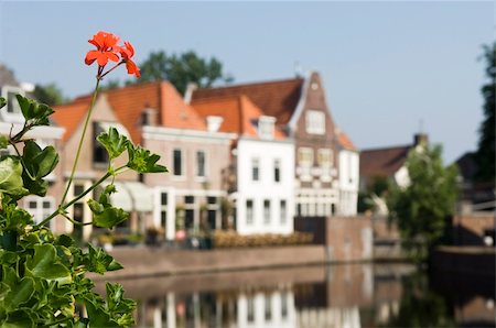 A geranium, or cranesbill (Geranium macrorrhizum) with the old fishermans village of Spaarndam as backdrop Stock Photo - Budget Royalty-Free & Subscription, Code: 400-05358664