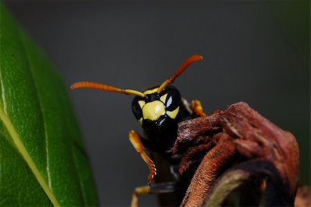 simsearch:400-05383771,k - little wasp looks into the camera Stockbilder - Microstock & Abonnement, Bildnummer: 400-05358816