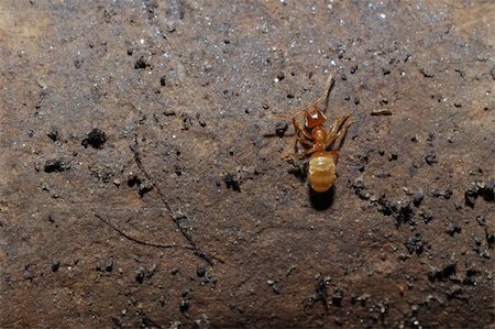 red ant sitting on a brown stone in the sun Stock Photo - Budget Royalty-Free & Subscription, Code: 400-05358810