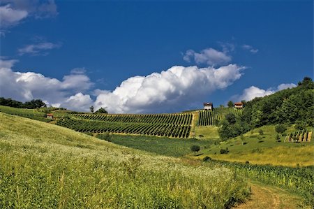 simsearch:400-07305550,k - Springtime green idyllic hill with vineyard, Zagorje, Croatia Photographie de stock - Aubaine LD & Abonnement, Code: 400-05358906