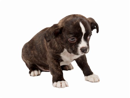 portrait of a cute purebred puppy chihuahua in front of white background Fotografie stock - Microstock e Abbonamento, Codice: 400-05359053