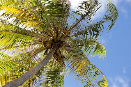 Palm tree on Huahine, French Polynesia. Foto de stock - Royalty-Free Super Valor e Assinatura, Número: 400-05359348