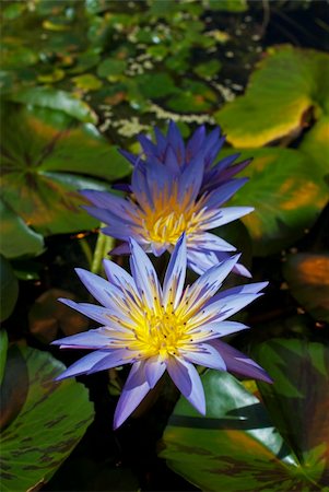 simsearch:400-05706715,k - Purple water lilies on green leaves background Photographie de stock - Aubaine LD & Abonnement, Code: 400-05359379