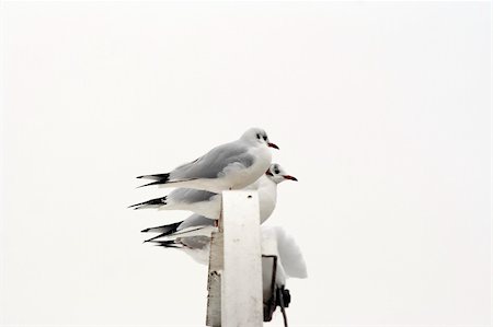 Shot of the gull - laughing gull - gulls on the roost Stock Photo - Budget Royalty-Free & Subscription, Code: 400-05359432