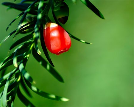 simsearch:400-04653794,k - Pine tree. Red and green. Close up. Photographie de stock - Aubaine LD & Abonnement, Code: 400-05359549